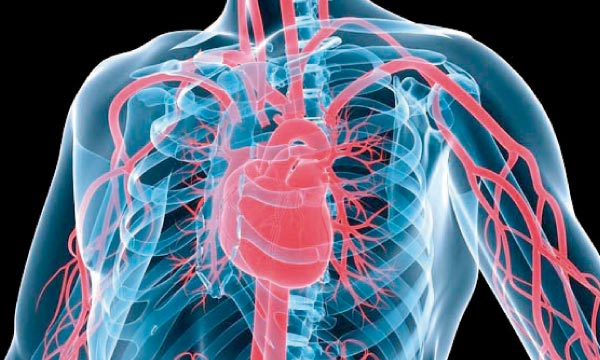 Maladies-cardiovasculaires
