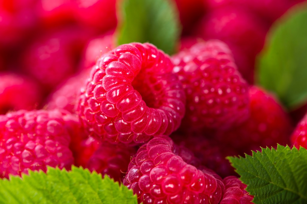 Raspberries as detailed close-up shot food background image